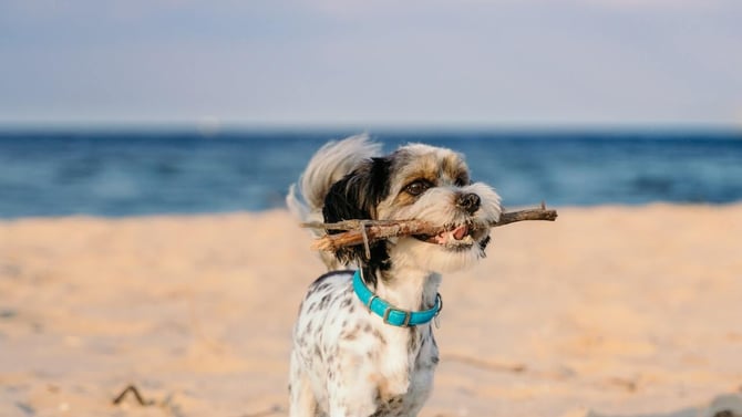 Pet Friendly